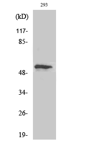 WB - p53 (phospho Thr18) Polyclonal Antibody AP67144